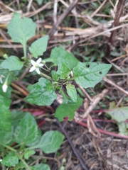 Solanum nigrum