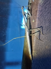 Archimantis latistyla