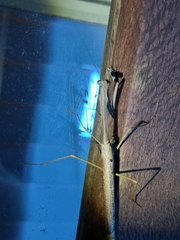 Archimantis latistyla