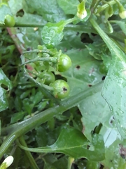 Solanum nigrum