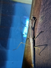 Archimantis latistyla