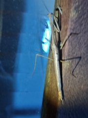 Archimantis latistyla