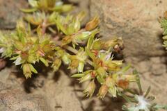 Crassula