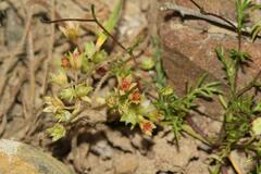 Crassula