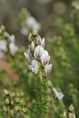 Aspalathus barbigera