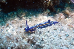 Felimare fontandraui