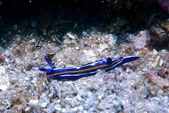 Felimare fontandraui