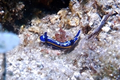 Felimare fontandraui