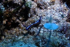 Felimare fontandraui