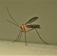 Macrocera