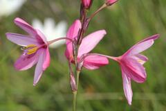 Ixia longituba