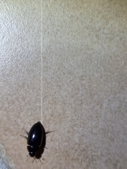 Attagenus fasciatus