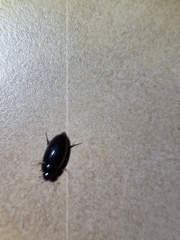 Attagenus fasciatus