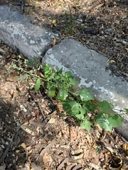 Chenopodiastrum hybridum