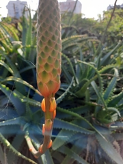 Aloe