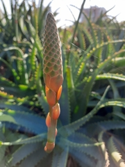 Aloe
