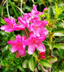 Rhododendron hirsutum