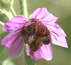 Eucera
