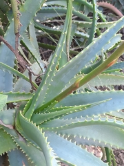 Aloe