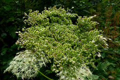 Peucedanum ostruthium