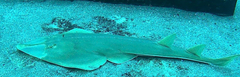 Rhynchobatus australiae