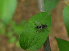 Mintho rufiventris