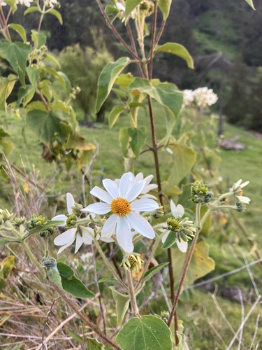 Montanoa ovalifolia, photograph 4