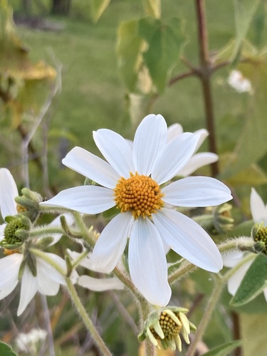 Montanoa ovalifolia, photograph 5
