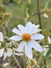 Montanoa