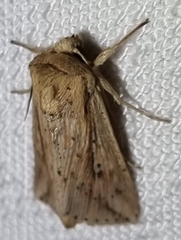 Mythimna decisissima