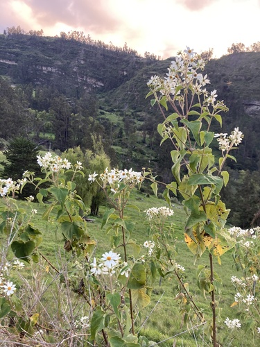 Montanoa ovalifolia, photograph 6