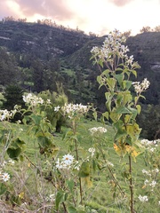 Montanoa