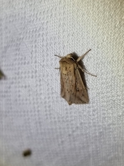 Mythimna decisissima