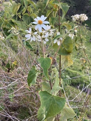 Montanoa