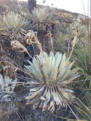 Espeletia