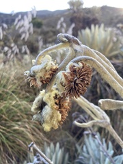 Espeletia