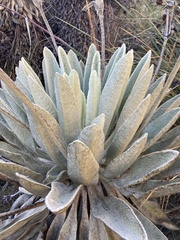 Espeletia