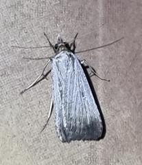 Tathorhynchus fallax