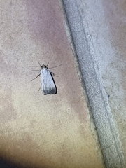 Tathorhynchus fallax