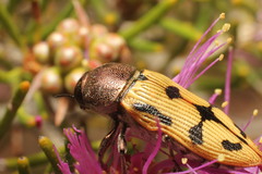 Castiarina simulata