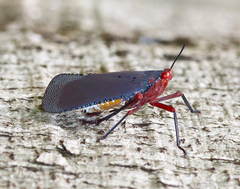 Kalidasa nigromaculata