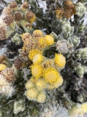 Monticalia guicanensis