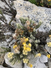 Monticalia guicanensis