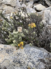 Monticalia guicanensis