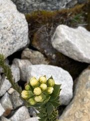 Pentacalia