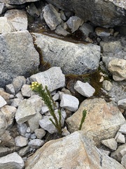 Pentacalia
