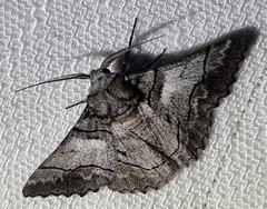 Hypobapta diffundens