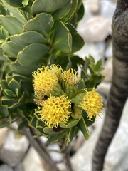 Pentacalia