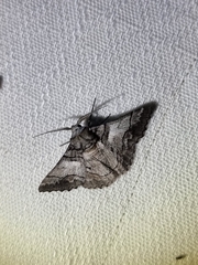 Hypobapta diffundens