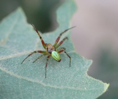 Araniella